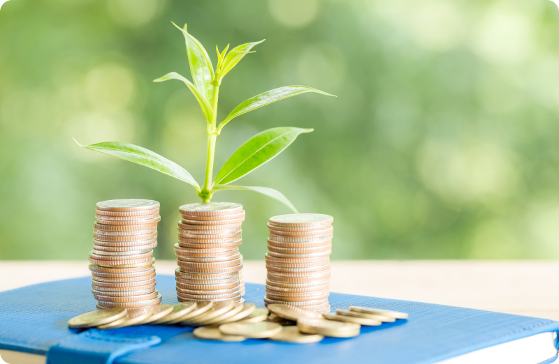 A plant above the stack of coins